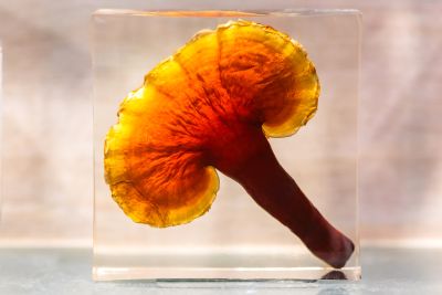  霧峰菇類產學館菇類展示