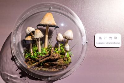  霧峰菇類產學館菇類照片 (2)