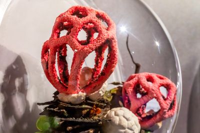  霧峰菇類產學館菇類照片