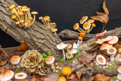  霧峰菇類產學館菇類標本