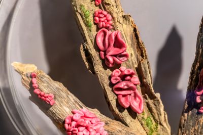  霧峰菇類產學館菇類標本照