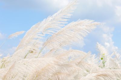  大內橋甜根子草