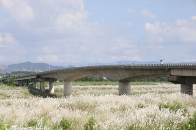  大內橋在甜根子草中
