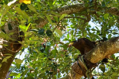  中興林場大冠鷲覓食