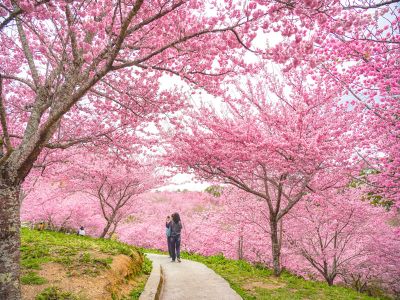  2026福壽山農場千櫻園賞櫻季