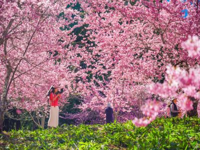  2026福壽山農場千櫻園賞櫻季