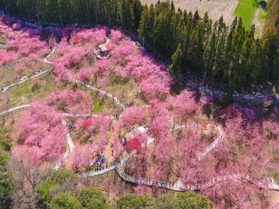  2026福壽山農場千櫻園賞櫻季