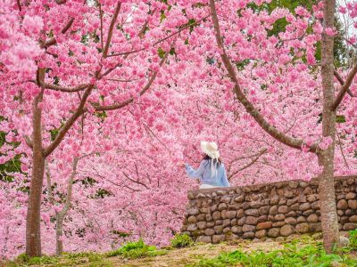  2026福壽山農場千櫻園賞櫻季