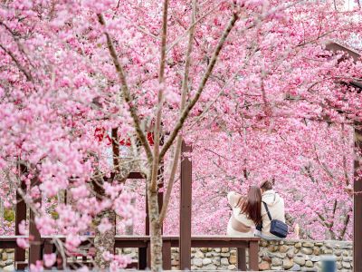  2026福壽山農場千櫻園賞櫻季