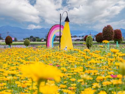  2026新社花海暨臺中國際花毯節