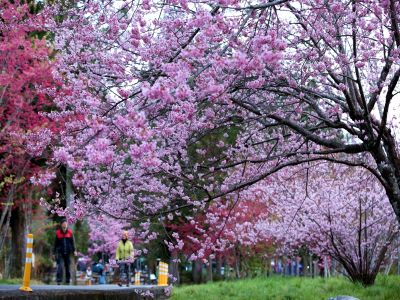  2026武陵農場櫻花季