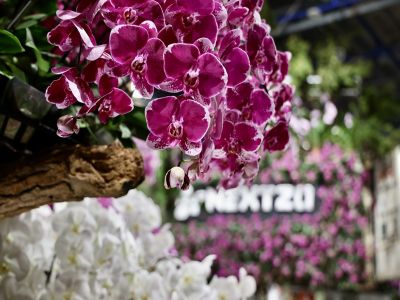  2026臺灣國際蘭展