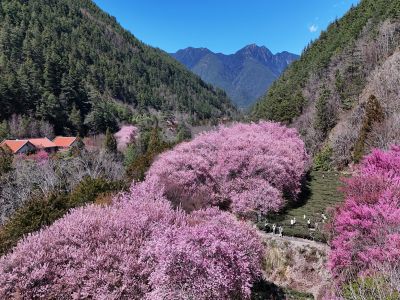  2026武陵農場櫻花季