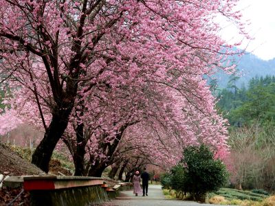  2026武陵農場櫻花季