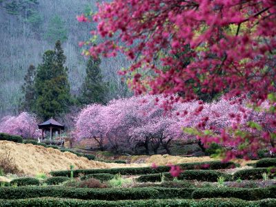  2026武陵農場櫻花季