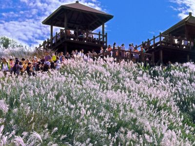  2026草嶺古道芒花季