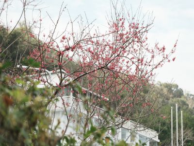  2026日月潭櫻花季