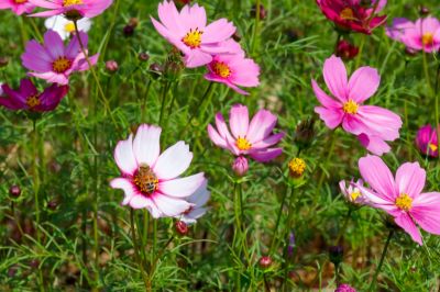  六甲菁埔埤的波斯菊