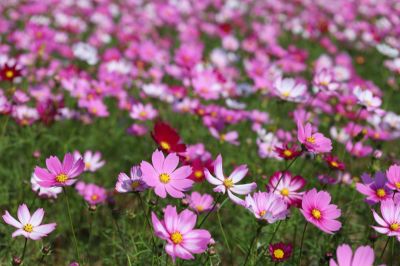  六甲菁埔埤的波斯菊花田