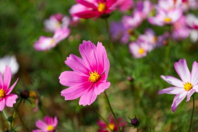  六甲菁埔埤的波斯菊花田