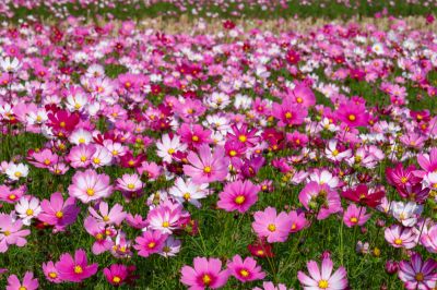  六甲菁埔埤的波斯菊花田