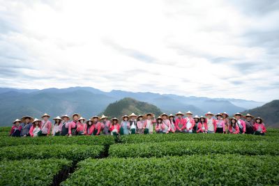  2025年阿里山神木下婚禮系列活動