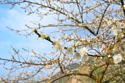  梅嶺日日林間梅花