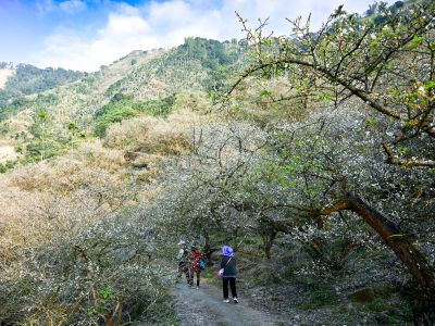  梅嶺伍龍步道梅花(日日林間農場)