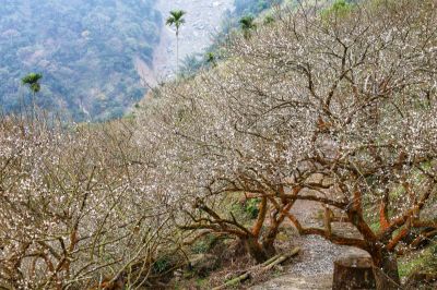 梅嶺梅花(日日林間農場)