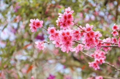  梅峰古道登山口山櫻花