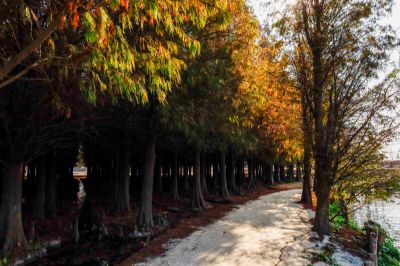  六甲菁埔埤的落羽松