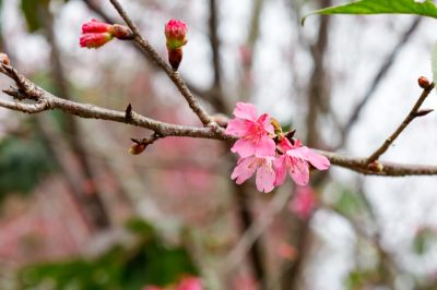  愛在山林山櫻花