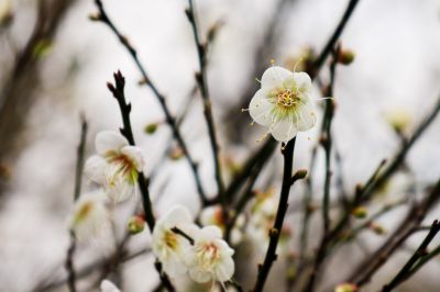  梅嶺日日林間梅花
