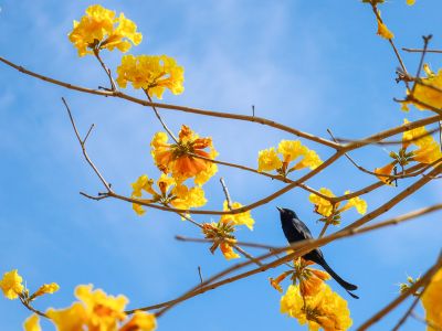  黃花風鈴木與神氣的大捲尾