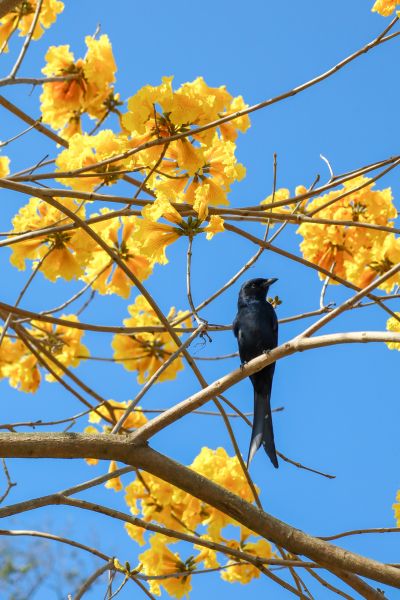  黃花風鈴木與大捲尾