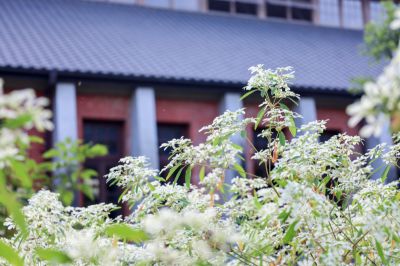  山上花園水道博物館白雪木