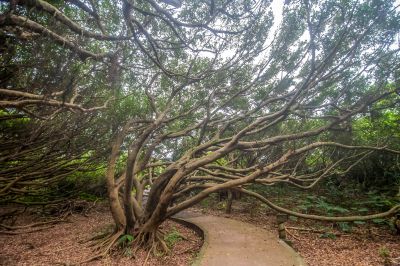 109年轄區景點攝影案 老梅風剪樹