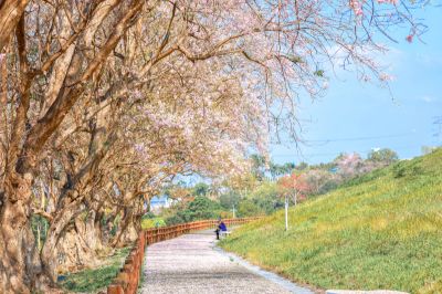  烏山頭水庫南洋櫻