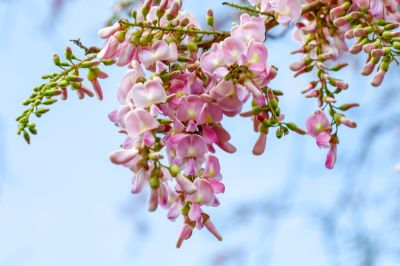  烏山頭水庫南洋櫻