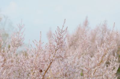  飄香麝香木園區