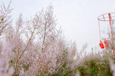 飄香麝香木園區