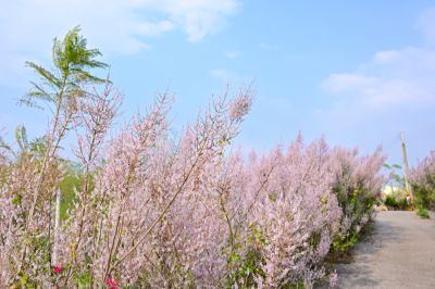  飄香麝香木園區