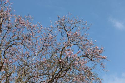  烏山頭水庫 南洋櫻