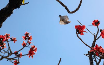  白河林初埤木棉花