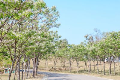  官田遊客中心苦楝樹花