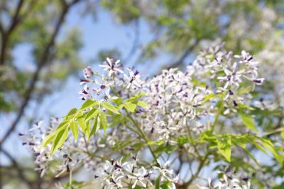  官田遊客中心苦楝花