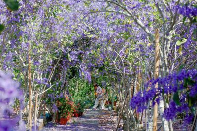  雙秀園錫葉藤  紫色隧道