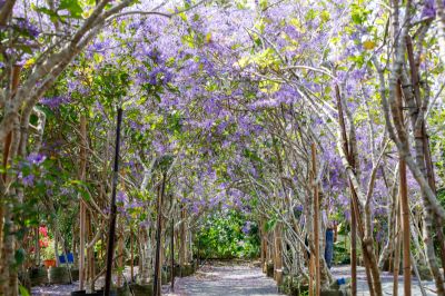  錫葉藤  紫色隧道