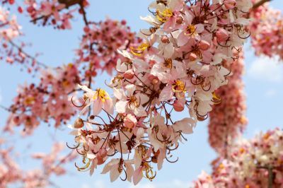  玥園 思親步道花旗木