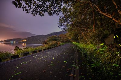  「鯉魚潭賞螢季–趣看火金姑」螢光遍布